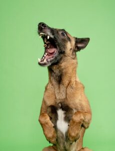 Linux the Belgian Shepherd Malinois with mouth open