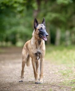 Linux the Belgian Shepherd Malinois standing on wooded track looking right