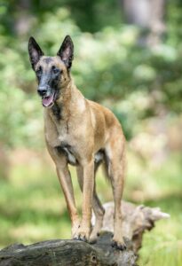 Linux the Belgian Shepherd Malinois standing on tree trunk
