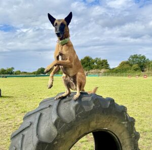 Linux the Belgian Shepherd Malinois standing on giant wheel
