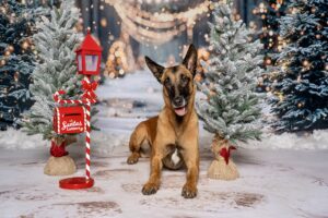 Linux the Belgian Shepherd Malinois christmas shoot