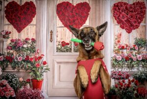 Linux the Belgian Shepherd Malinois holding a rose in his mouth with paws up