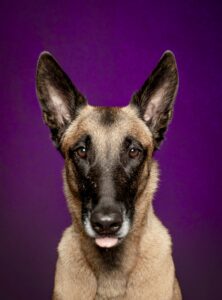 Linux the Belgian Shepherd Malinois close up head shot with purple backgroung