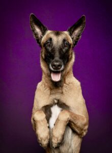 Linux the Belgian Shepherd Malinois paws up