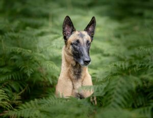 Linux the Belgian Shepherd Malinois sitting poised within leaves