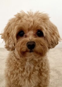 Lotus the Maltipoo Frontal View Close Up