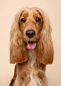 Luna the Cocker Spaniel close up head shot