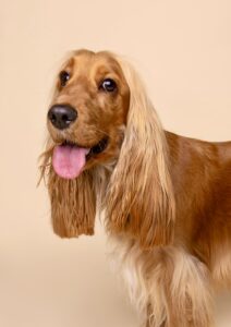 Luna the Cocker Spaniel with her tongue out side profile