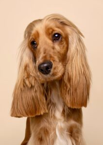 Luna the Cocker Spaniel close up headshot with slight head tilt