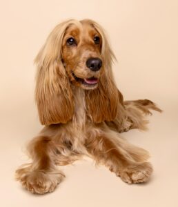 Luna the Cocker Spaniel laying down posed