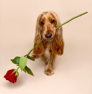 Luna the Cocker Spaniel holding a rose in her mouth