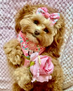 Maggiet the Cavapoochon lie down with pink accessories