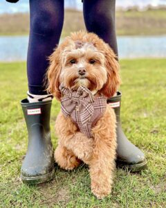 Maggie the Cavapoochon sitting between legs