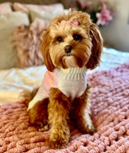 Maggie the Cavapoochon with knitted jumper