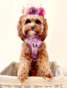 Maggie the Cavapoochon with pink harness sitting in box