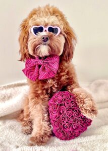 Maggie the Cavapoochon with glasses and accessories