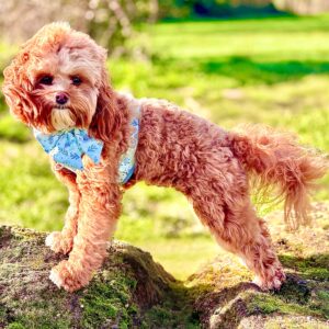 Maggie the Cavapoochon standing side view on rocks