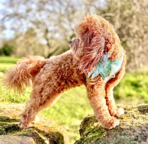 Maggie – The Animal Talent Ltd