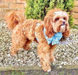 Maggie – The Animal Talent Ltd