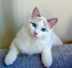 Marshmallow the Ragdoll sitting frontal view posed