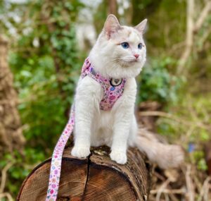 Marshmallow the Ragdoll outside on her harness