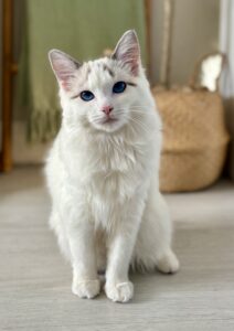Marshmallow the Ragdoll frontal sitting posed