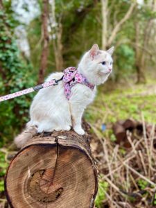 Marshmallow the Ragdoll sitting on tree trunk with her harness