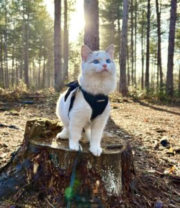Marshmallow the Ragdoll sitting on tree truck with black harness in the woods