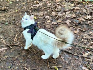 Marshmallow the Ragdoll standing outside with her harness