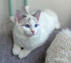 Marshmallow the Ragdoll laying down posed