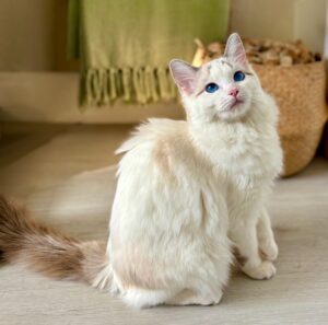 Marshmallow the Ragdoll sitting pretty looking up