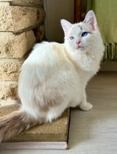 Marshmallow the Ragdoll sitting with sun shining on her