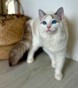 Marshmallow the Ragdoll standing pose