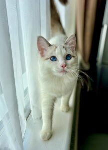 Marshmallow the Ragdoll on the windowsill