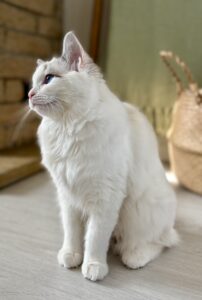 Marshmallow the Ragdoll sitting looking left