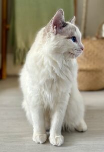 Marshmallow the Ragdoll sitting looking right