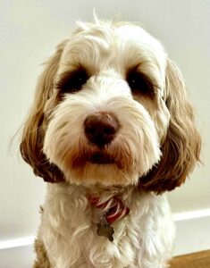 Molly the Tibetan Terrier Close up Headshot