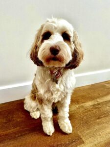 Molly the Tibetan Terrier Sitting Still