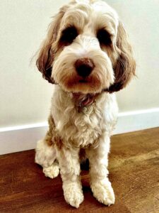 Molly the Tibetan Terrier Sitting front view