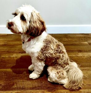 Molly the Tibetan Terrier Side profile sit