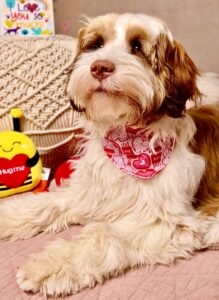 Molly the Tibetan Terrier Lying down with neck scarf