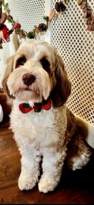 Molly the Tibetan Terrier with Bow Tie
