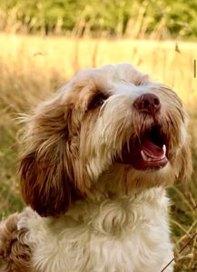 Molly the Tibetan Terrier Happy looking up