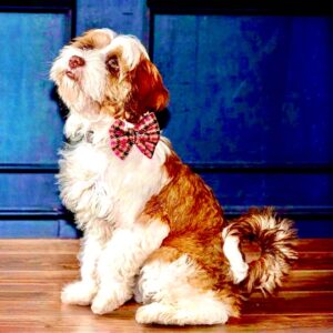 Molly the Tibetan Terrier Sitting looking up