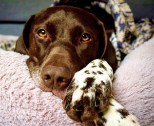 Patsy the German Shorthaired Pointer Lying Down Cosy