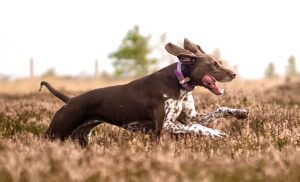 Patsy the German Shorthaired Pointer Running through fields