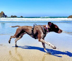 Patsy the German Shorthaired Pointer Running on Beach