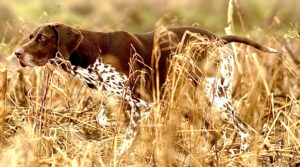 Patsy the German Shorthaired Pointer Hunting in Fields