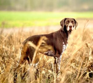 Patsy the German Shorthaired Pointer Stop, Stand and Look