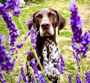 Patsy the German Shorthaired Pointer With Purple Flowers